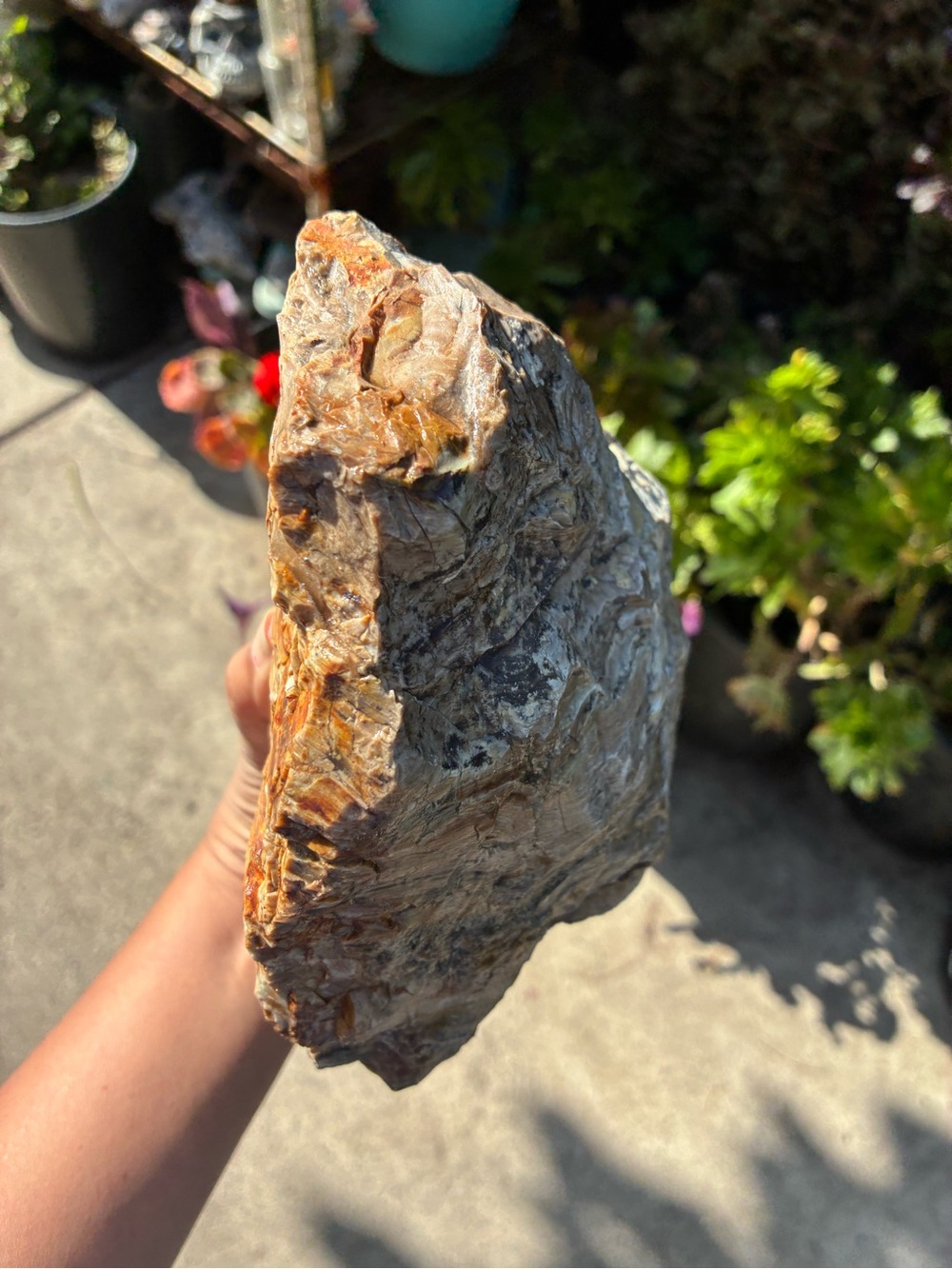 Large Rare Petrified Wood Specimen Rough 6” x7”, Over 5 Lbs - Picture 11 of 16